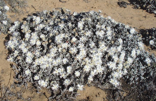 Wooleya farinosa thriving where many can't